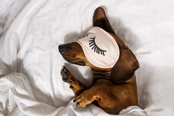 Видят ли собаки сны?