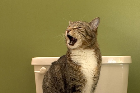 Как приучить кошку к унитазу