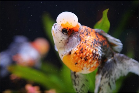 Жемчужинка: драгоценная сестрица золотой рыбки