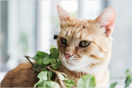 Ядовитые растения для кошек