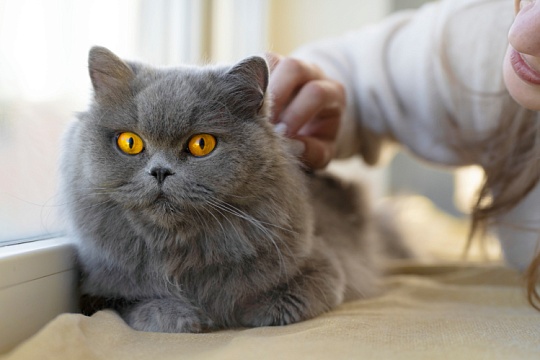 Почему кошки мяукают и мурчат Почему кошки мяукают и мурчат