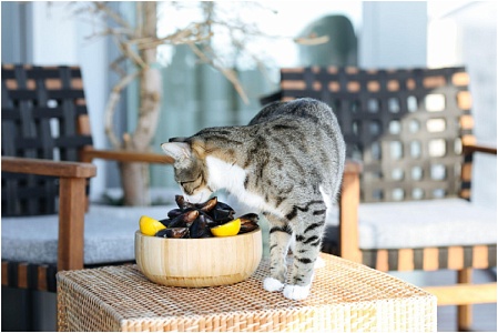 В составе кормов для кошек и собак может появиться порошок из моллюсков 