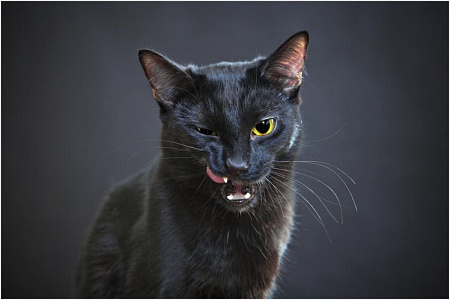 Как можно назвать кота или кошку черного цвета