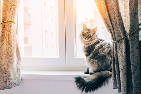 Как защитить кошку от падения из окна или с балкона?