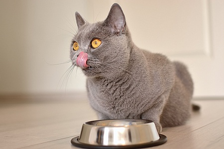 9 главных ошибок в кормлении кошек