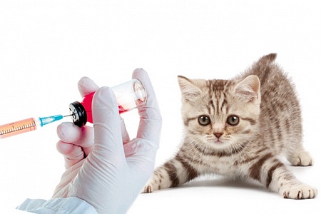 Как подготовить котенка к прививке?