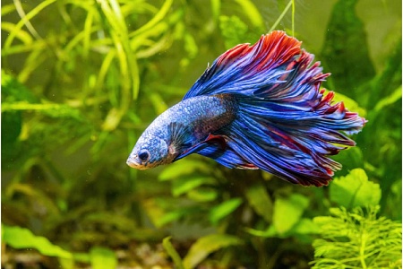 Рыбка-петушок: красота и агрессия в одном теле