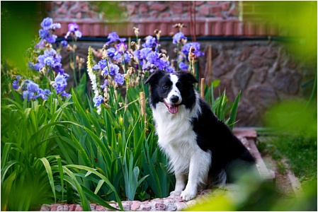 Ветврачи назвали опасные для питомцев садовые растения