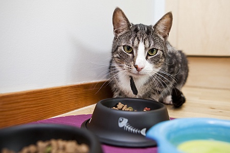 Какую миску выбрать для кошки