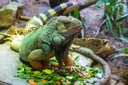 Игуана проиграла в схватке с зеркалом