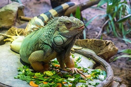 Игуана проиграла в схватке с зеркалом