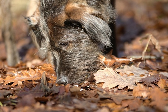 Московский Зоопарк предложил помощь владельцам собак, пострадавшим от догхантеров