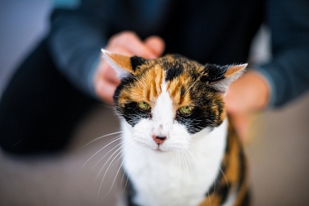 Как удалить клеща у кошки