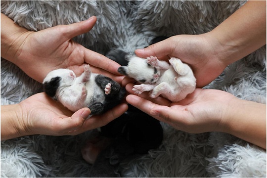 Беременность у кроликов: от первых признаков до родов