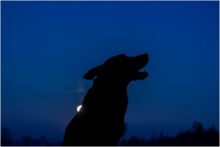 NASA исследует, как питомцы реагируют на солнечное затмение 