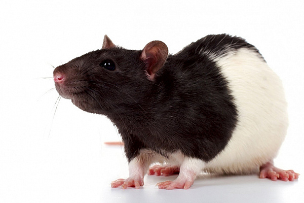 Беременность и роды у домашней крысы