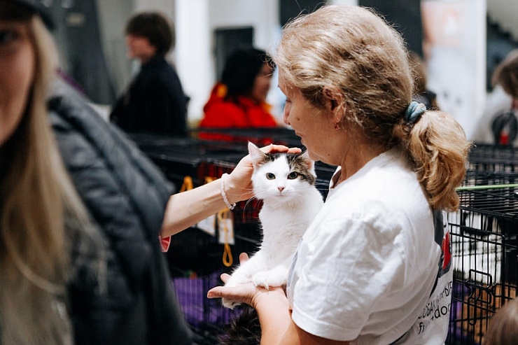 Фестиваль “Котики, которые любят"