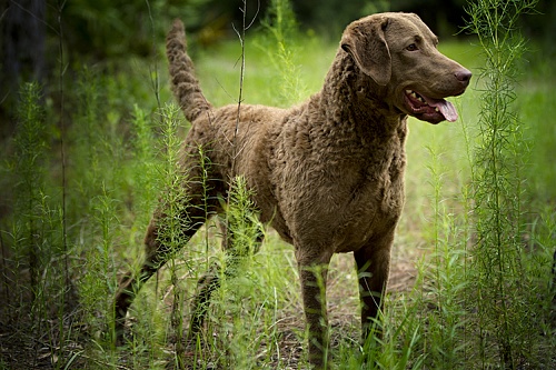 Чесапик-бей-ретривер Чесапик-бей-ретривер