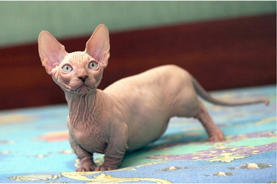 Зоозащитники выступили против разведения кошек породы бамбино Зоозащитники выступили против разведения кошек породы бамбино