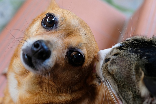 Слезные дорожки у собак и кошек Слезные дорожки у собак и кошек