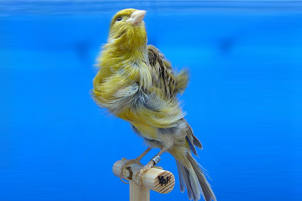 Канарейка птица. Образ жизни и среда обитания канарейки
