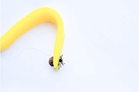 Как уберечь собаку от заражения пироплазмозом 