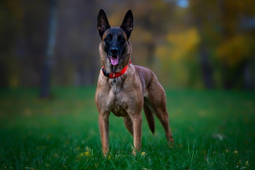 Бельгийская овчарка малинуа