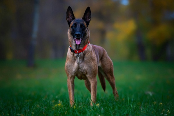 Бельгийская овчарка малинуа