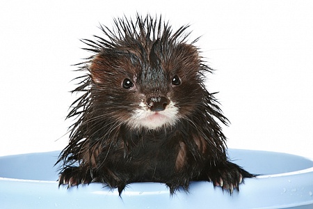 Как купать хорька?