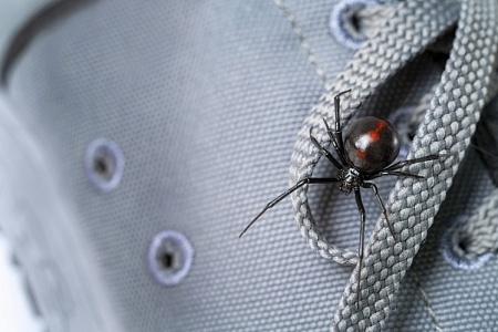 Москвичи приняли в семью нового питомца – ядовитого паука черную вдову