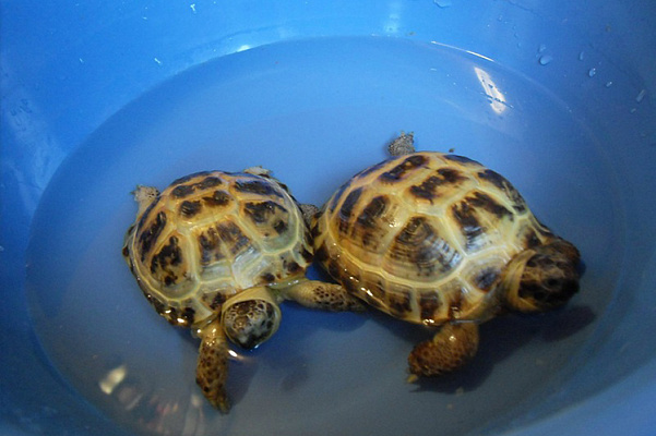 Ванны для сухопутной черепахи