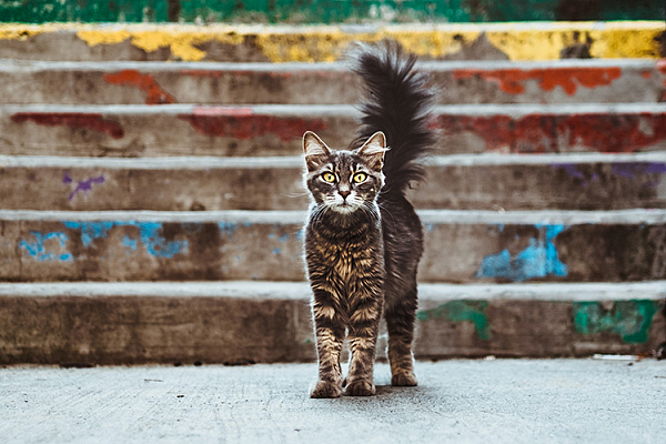 В каких цветах кошки видят окружающий мир? | Хвост Ньюс