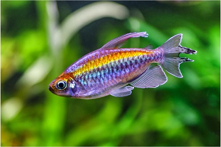 Тетра конго: радужная стайка в аквариуме