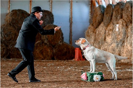 Танцы с собаками-проводниками: завершился конкурс для незрячих и слабовидящих участников