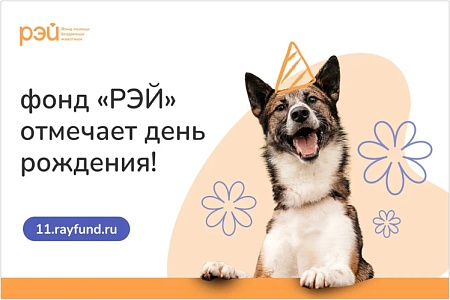 Бездомные кошки и собаки открыли центр помощи людям