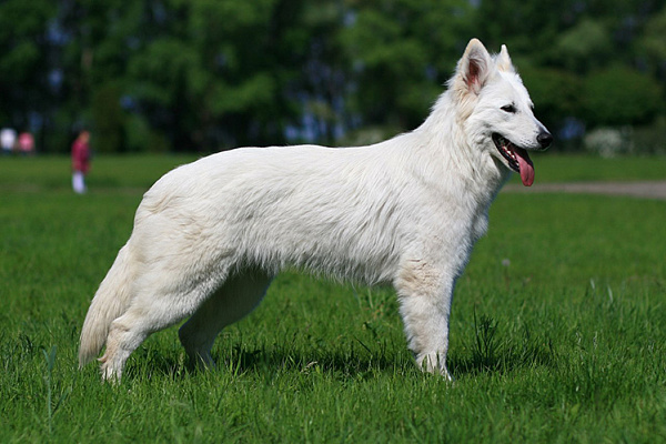 Швейцарская белая овчарка фото и описание