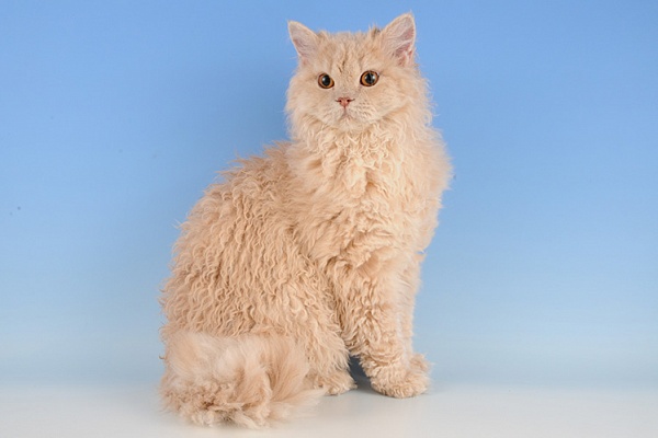 Селкирк-рекc