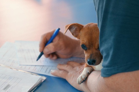 Чипирование у дома: в Нахабино запускают выездную регистрацию питомцев