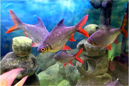 Лещевидный барбус: скромная рыба для большого аквариума