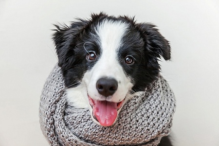 Почему у собаки зимой выпадает шерсть?