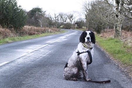 Владельцы будут обязаны сообщать о пропаже питомцев