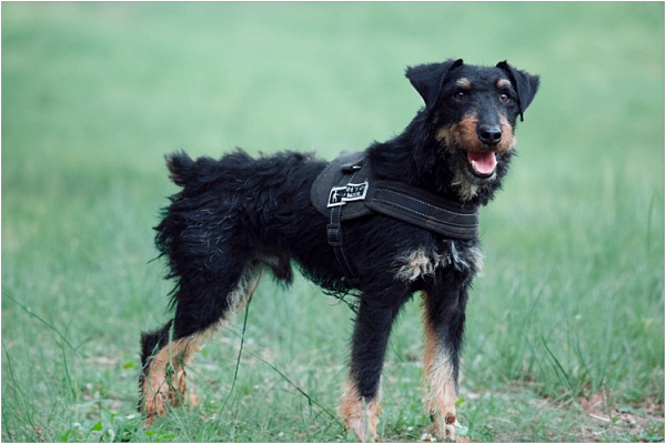 Немецкий ягдтерьер