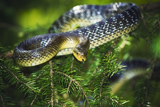 Насколько хорош символ наступающего года в качестве подарка?