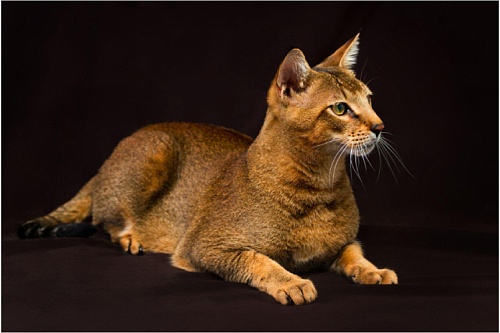 Чаузи Чаузи