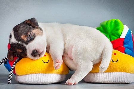 Как подготовить дом к появлению щенка?