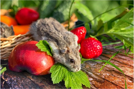 Можно ли кормить хомяка яблоками