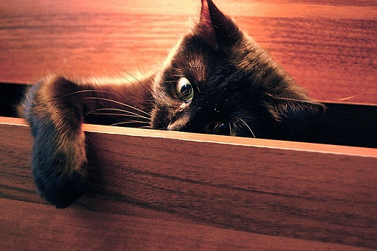 Если кошка будит по ночам