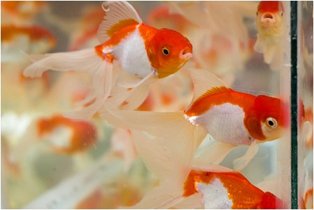 «Красная шапочка»: модница в аквариуме