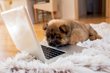 На «Госуслугах» появился личный кабинет для питомцев