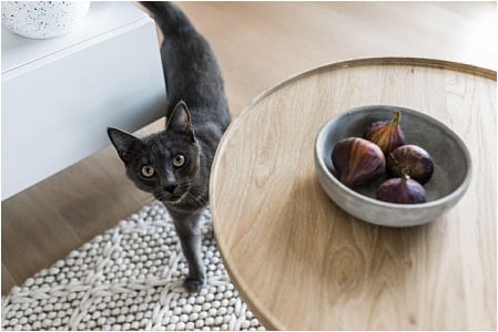 Почему кошка худеет